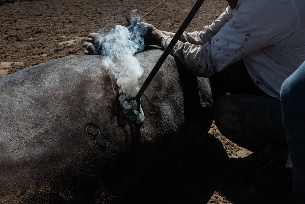 <em>Llaneros</em> use red-hot branding irons to mark cattle to identify them and the ranch they belong to.