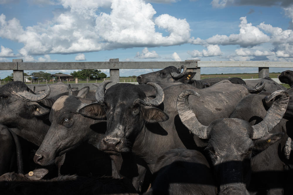 The ranch is also home to a herd of water buffalo.