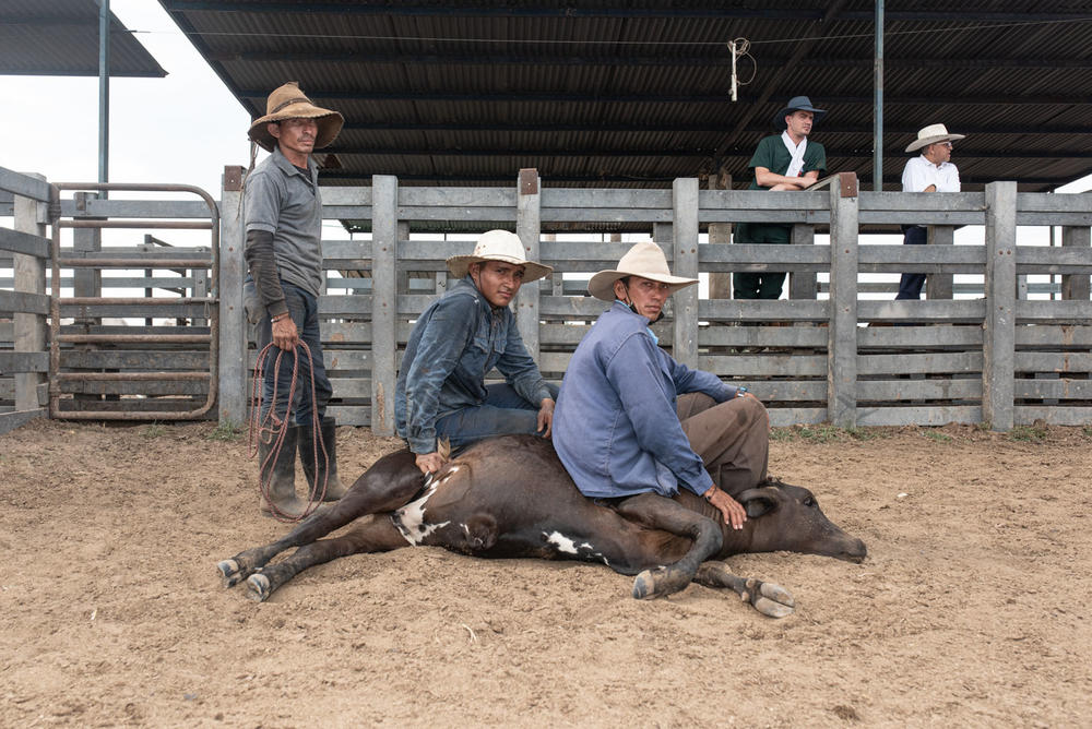<em>Llaneros</em> subdue one of the cattle so it can be branded.