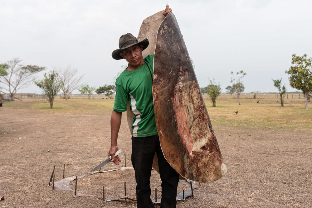 After slaughtering a cow to feed the <em>llaneros</em>, the hide is dried and cut to make into leather rope.