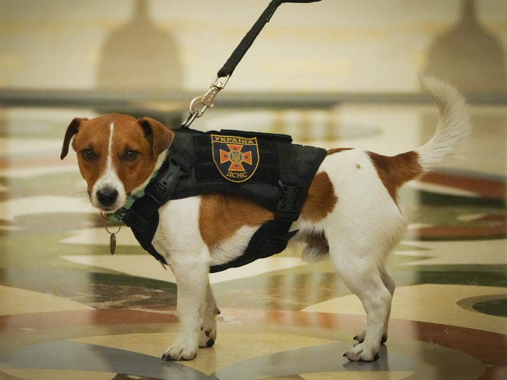 Patron poses at an award ceremony in Kyiv, Ukraine on Sunday. The Jack Russell terrier is credited with detecting more than 200 Russian explosive devices since the start of the war.