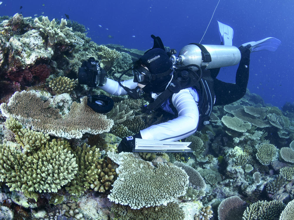 In this photo supplied by the Great Barrier Reef Marine Park Authority (GBRMPA), a diver swims past coral on the Great Barrier Reef in Australia, Oct. 18, 2016.