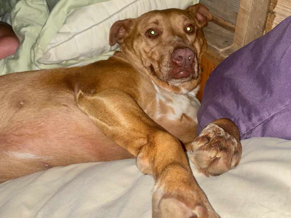 It is still partially a mystery how Nala, a lost dog, was able to get into the house of Julie and Jimmy Johnson and climb her way into their bed overnight.