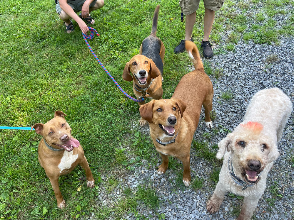 Nala (left) was reunited with her fellow furry friends for a play date last week. All the dogs enjoyed some vanilla ice cream and treats.