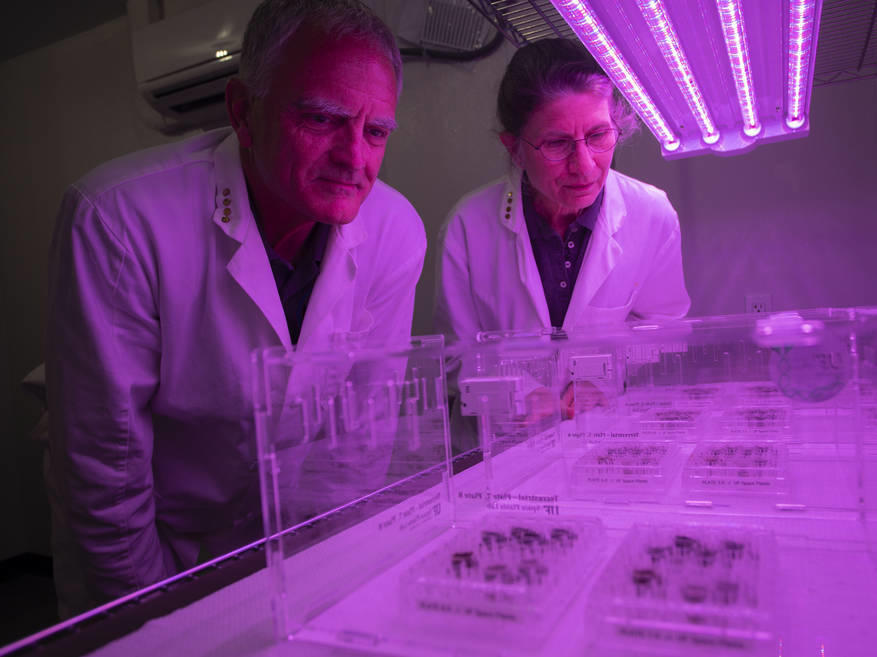 Researchers Robert Ferl and Anna-Lisa Paul.