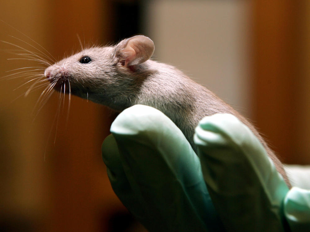 The memory of aging mice improved when they received a substance found in the spinal fluid of young animals.
