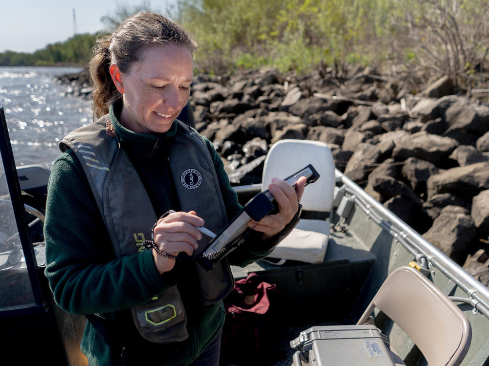 Sarah Peper, Missouri Department of Conservation Fisheries Management Biologist, downloads fish tracking data on the Mississippi River in West Alton, Mo.