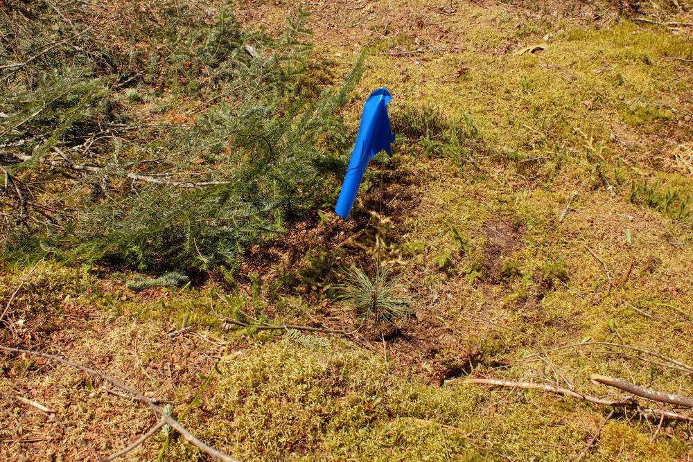 Colored flags mark the different species being introduced to this mostly one-species forest. This sapling is a white pine.