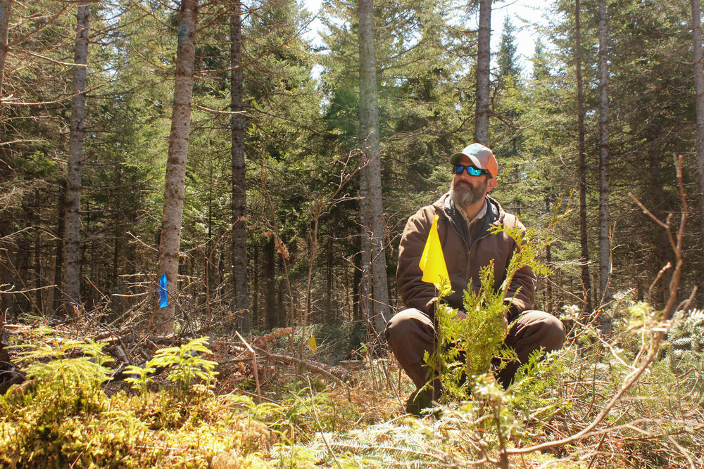 U.S. Fish and Wildlife Service forester, Jeremy Goetz, says observations from the experimental sites will help to inform management decisions for the rest of the refuge.