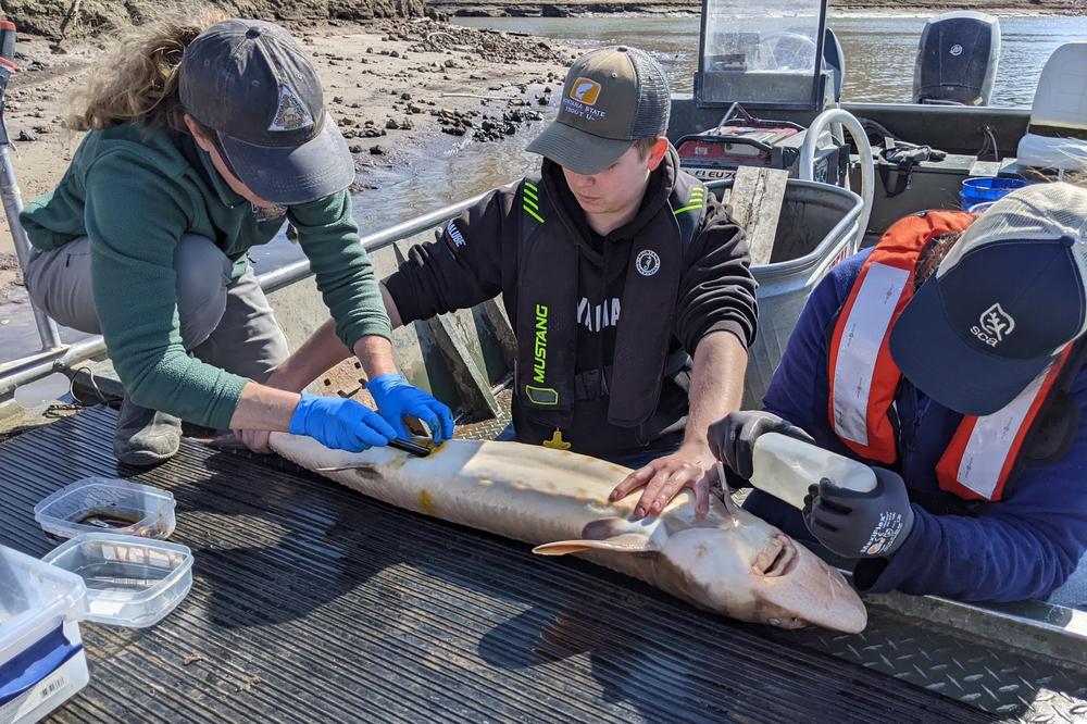 Sarah Peper and Matt Engel, fish biologists with the Missouri Department of Conservation, and Kiersten Schelhammer with the U.S. Army Corps of Engineers, tag a lake sturgeon on March 30 on the Mississippi River.
