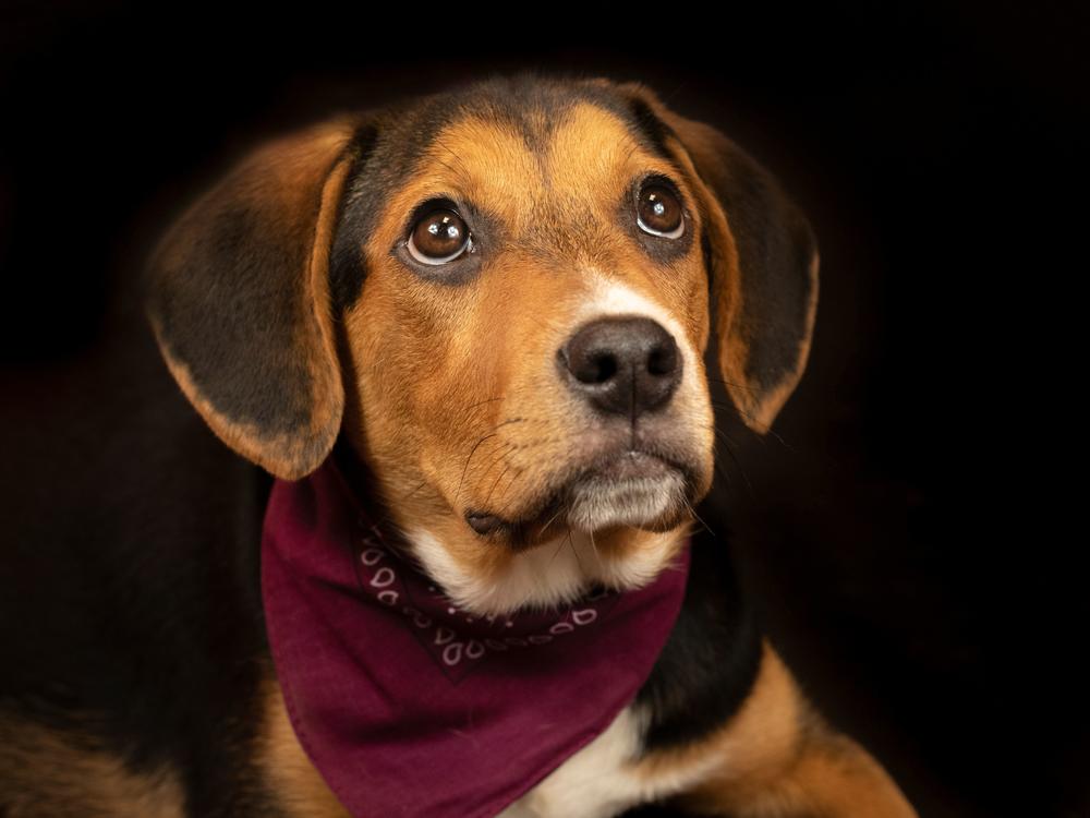 Winona, a small beagle, was adopted from the Pike County Animal Shelter last week.