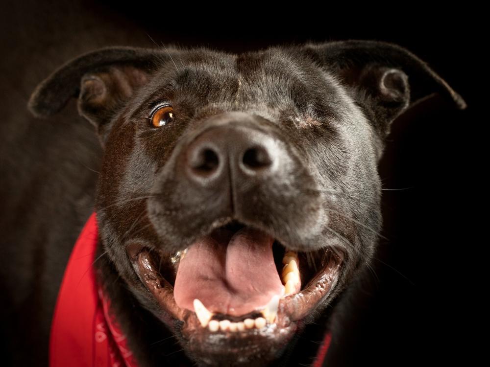 Blinky is a very energetic female mixed breed and is available for adoption at the Pike County Animal Shelter. Epling says Blinky has been there the longest.