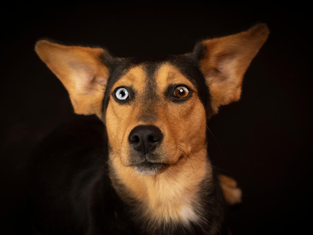 Epling describes Tiny as a silly, energetic small dog. The one-year-old mixed breed pooch is available for adoption at the Pike County Animal Shelter.