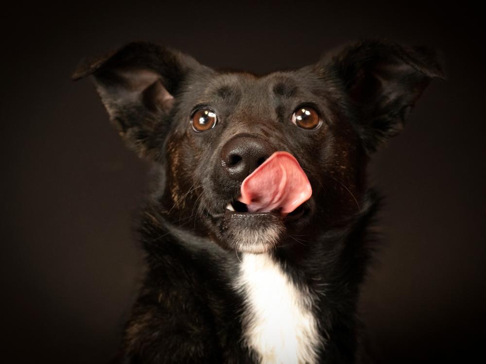 Jersey is a one-year-old female mixed breed. She is available for adoption at the Pike County Animal Shelter.