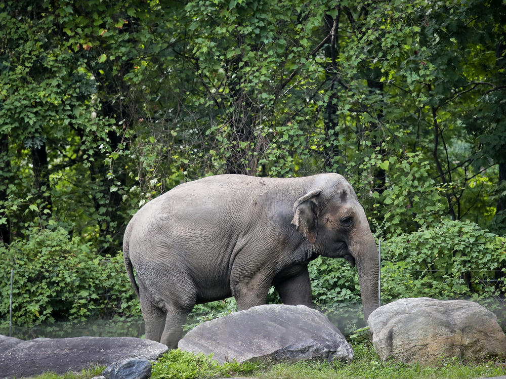 Bronx Zoo elephant Happy strolls inside the zoo's Asia habitat in New York in 2018.