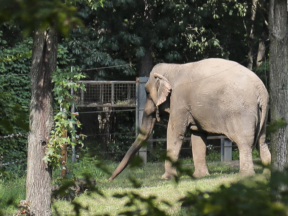 Bronx Zoo elephant Happy strolls in a habitat inside the zoo's Asia display in 2018 in New York.