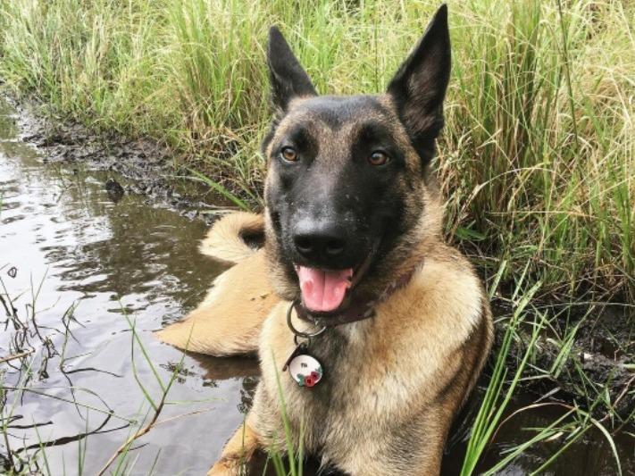 Eva relaxes in a puddle in 2020.