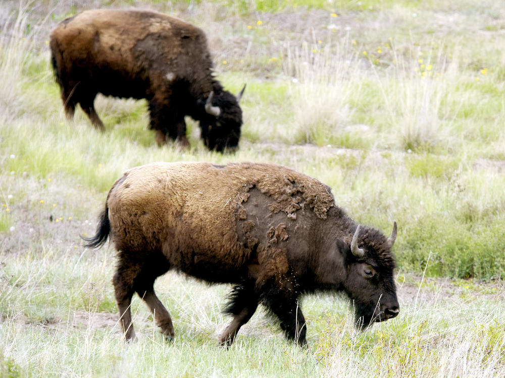 A herd of bison graze near the trail inside the bison range.