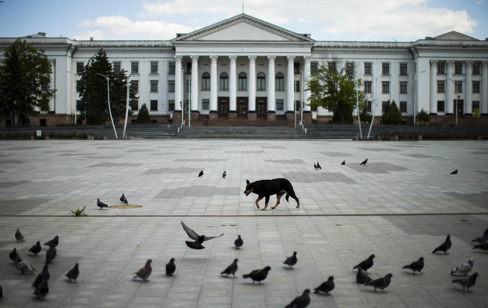 A dog walks among pigeons in a mostly deserted central square during a siren alarm in Kramatorsk, eastern Ukraine, on Monday. The heaviest fighting of the war is taking place in the east. Ukraine's President Volodymyr Zelenskyy says 50 to 100 Ukrainian troops are being killed in the region every day.