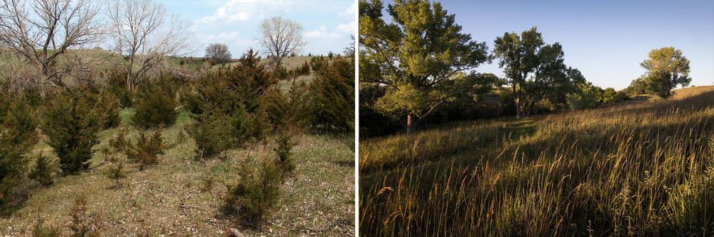 In 2015, this pasture at Conservation Blueprint demonstrated significant eastern red cedar encroachment (left). In 2021, after six years of frequent, low-intensity burning, these grasslands are a healthy, highly-diverse ecosystem (right).