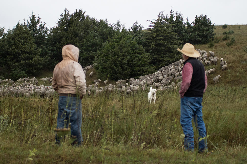 Rancher Jim Jenkins (right) discusses with sheepherder Julio Cruz (left) the next best place to graze his flock of Merino sheep. Jenkins has witnessed the family ranch transformed by the spread of eastern red cedar in his lifetime. He now uses a combination of strategies, including prescribed fire and grazing cattle and sheep, to regain grassland acres and reinvigorate the prairie.