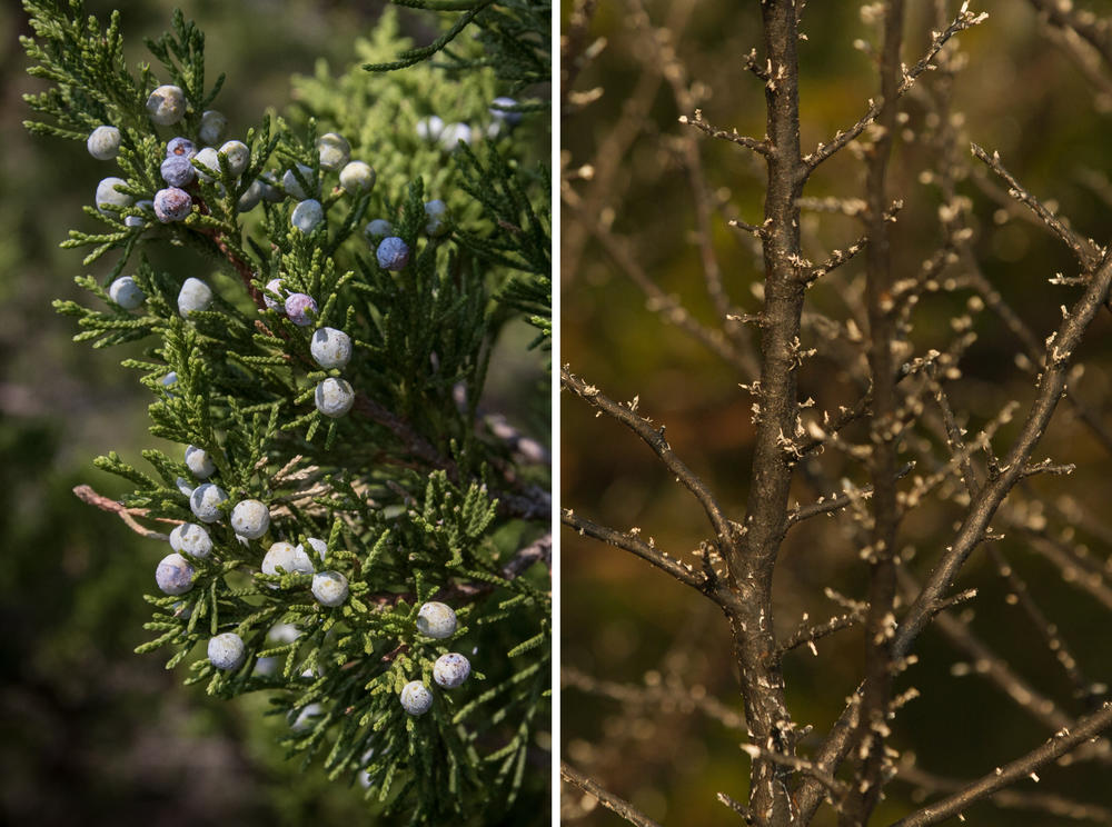 Female eastern red cedar trees have small, blue-colored, berry-like cones found at the tips of branches. Prescribed fire is the most cost-efficient method to destroy the seeds and prevent the trees from propagating.