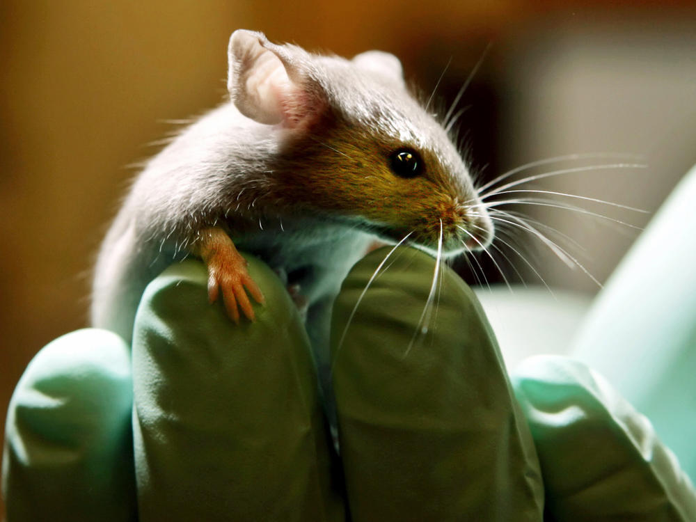 Scientists have discovered that a drug used to treat HIV helps restore a particular kind of memory loss in mice. The results hold promise for humans, too.