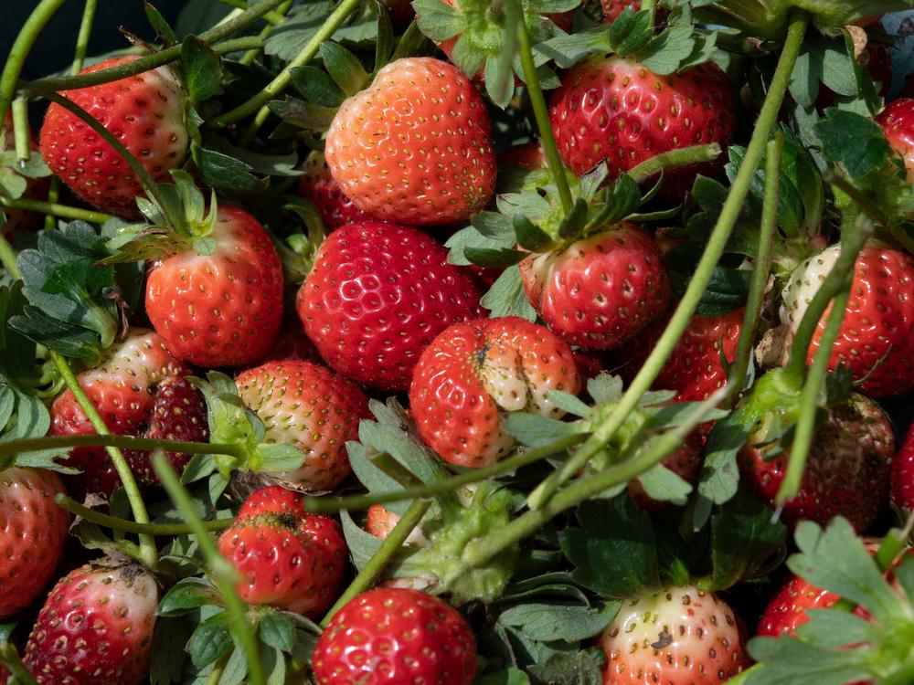 Newly harvested strawberries on October 7, 2020.