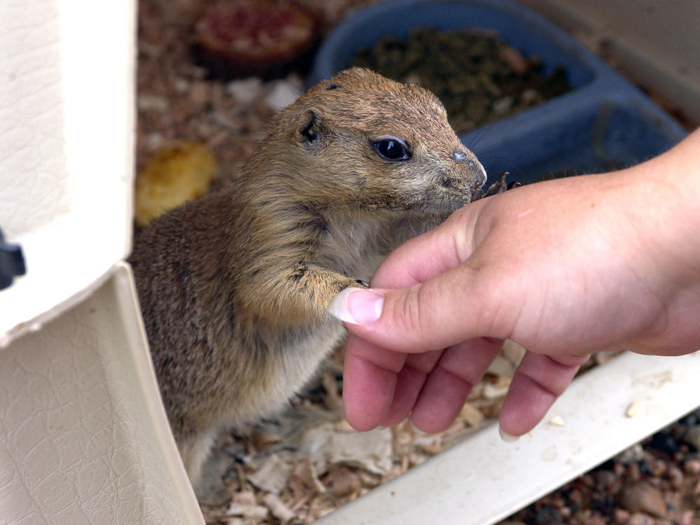 Monkeypox was spread by prairie dogs in the U.S. in 2003. Above: The prairie dog Chuckles was a pet belonging to Tammy and Steve Kautzer and their 3-year-old daughter, of Dorchester, Wisconsin. They caught monkeypox from another pet prairie dog that since died.