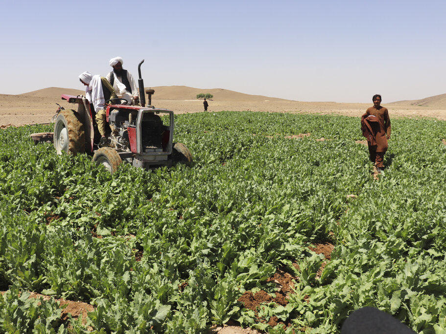 Taliban officials eradicate a poppy field on Sunday in Washir, a district of Helmand province in Afghanistan. The country's Taliban rulers have begun a campaign to eradicate poppy cultivation, aiming to wipe out the country's massive production of opium and heroin, even as farmers fear their livelihoods will be ruined at a time of growing poverty.