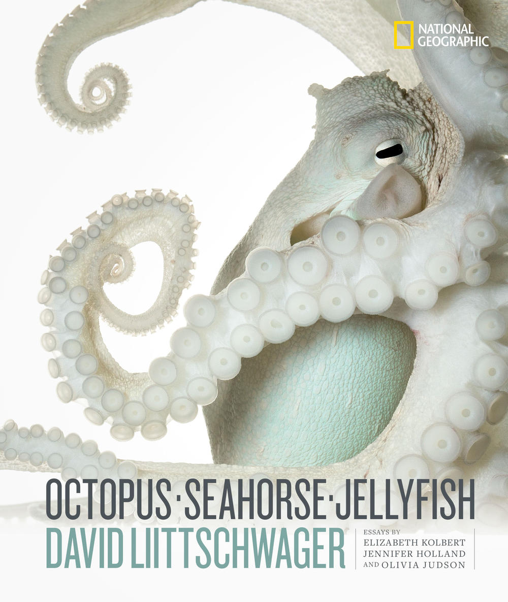 Common Octopus Octopus vulgaris Specimen No. 12; mantle is 3.5 inches long; Florida Keys Marine Life, Big Pine Key, Florida, United States