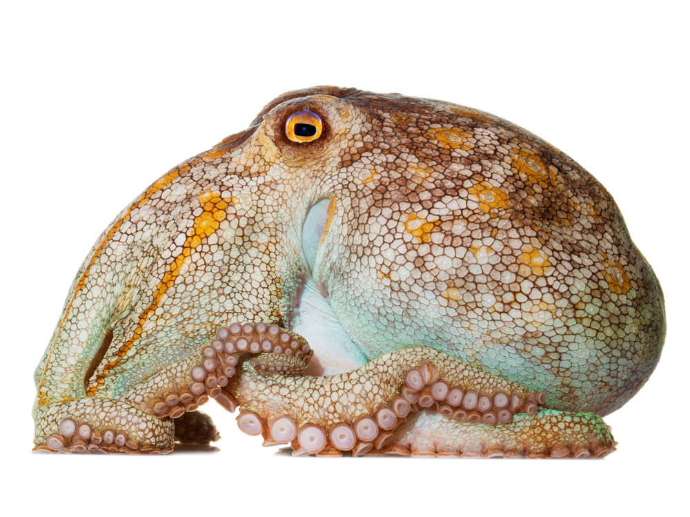 Pale Octopus Octopus pallidus Specimen #9; mantle is 4.5 inches long; Moonlight Bay Resort, Rye, Victoria, Australia