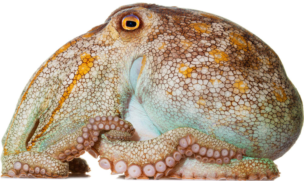 Pale Octopus Octopus pallidus Specimen No. 9; mantle is 4.5 inches long; Moonlight Bay Resort, Rye, Victoria, Australia