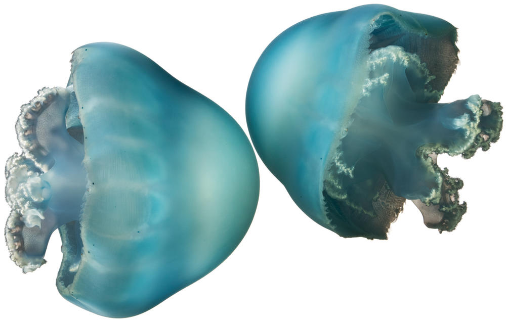 Cannonball Jellyfish Stomolophus meleagris Specimen No. 240; bells are 3 inches across; Kamo Aquarium, Tsuruoka, Yamagata, Japan