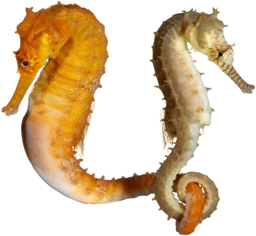Western Spiny Seahorse Hippocampus angustus Specimen Nos. 78, 79 male and female 3.25 inches tall; Seahorse World, Beauty Point, Tasmania, Australia
