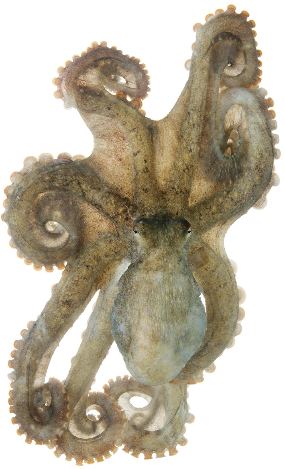 Rock Tako Octopus oliveri Specimen No. 3; mantle is 2.25 inches long; Kewalo Basin Harbor, Honolulu, Hawaii, United States