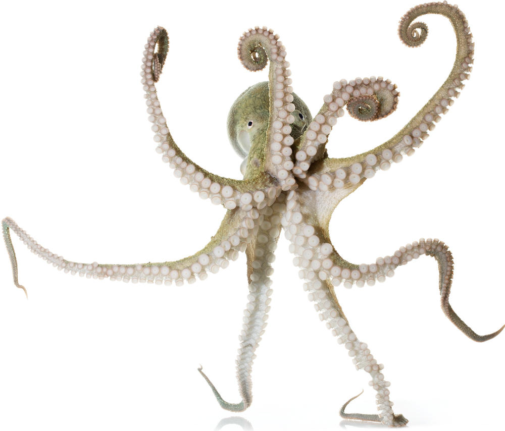 California Two-Spot Octopus Octopus bimaculoides Specimen No. 26; mantle is 3.5 inches long; Oakley Evolution Lab, University of California, Santa Barbara, California, United States