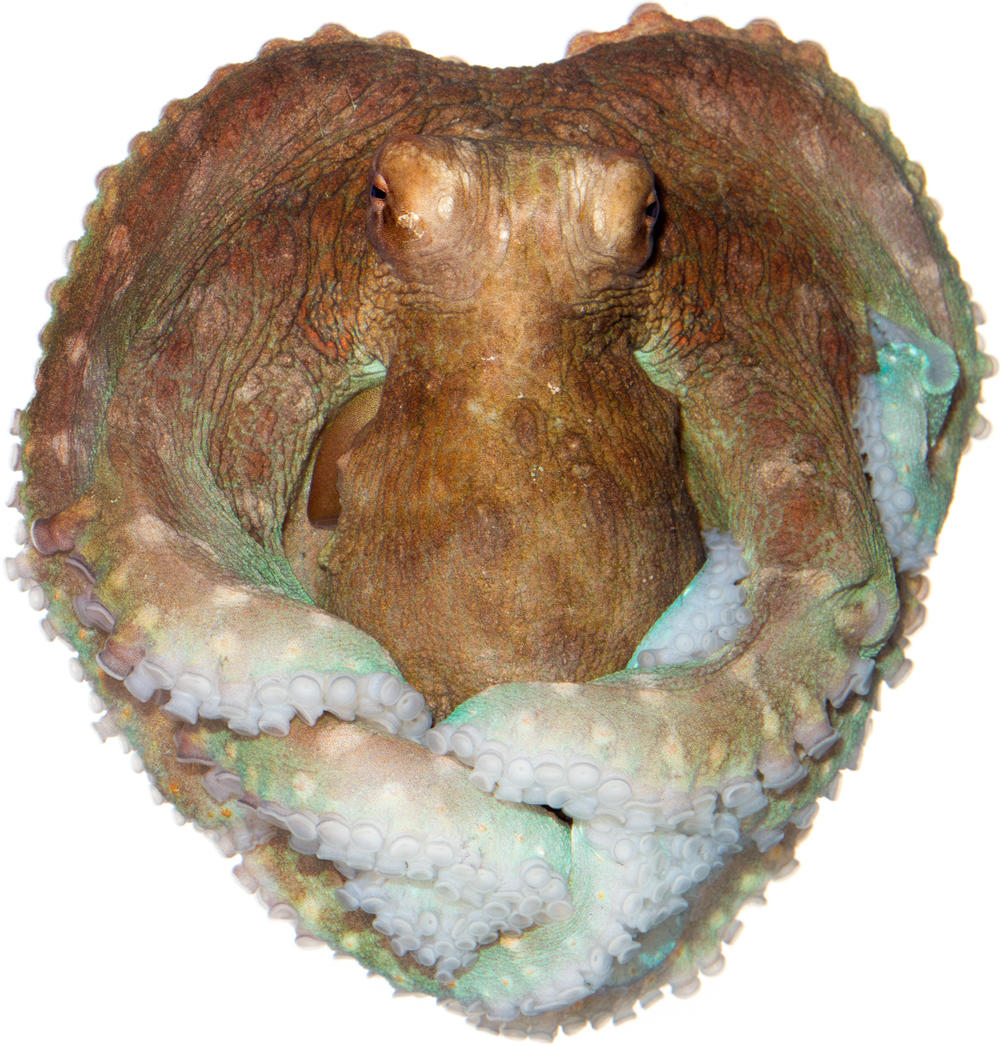 Day Octopus Octopus cyanea Specimen No. 29; mantle is 2 inches long; Dive Gizo, Ghizo Island, Solomon Islands