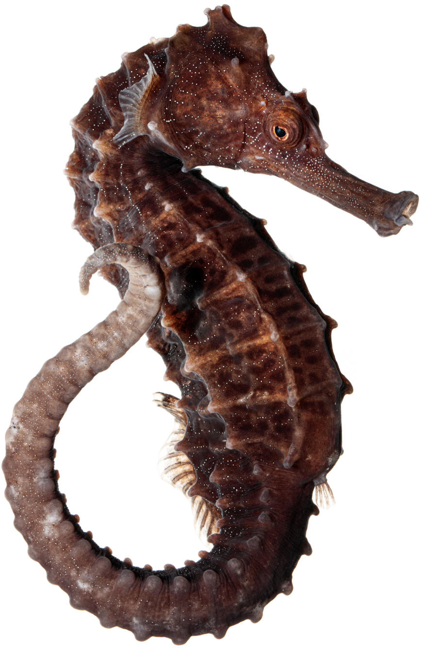 Line Seahorse Hippocampus erectus Specimen No. 11; 6 inches tall; Birch Aquarium Scripps Institution of Oceanography, La Jolla, California