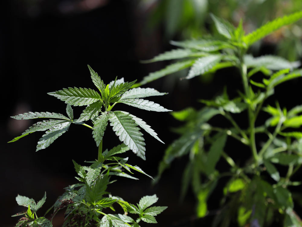 In this April 12, 2018, photo, a marijuana plant awaits transplanting at the Hollingsworth Cannabis Company near Shelton, Wash.  Thirty states have legalized some form of medical marijuana, according to a national advocacy group. Nine of those states and Washington, D.C., also have broad legalization where adults 21 and older can use pot for any reason.