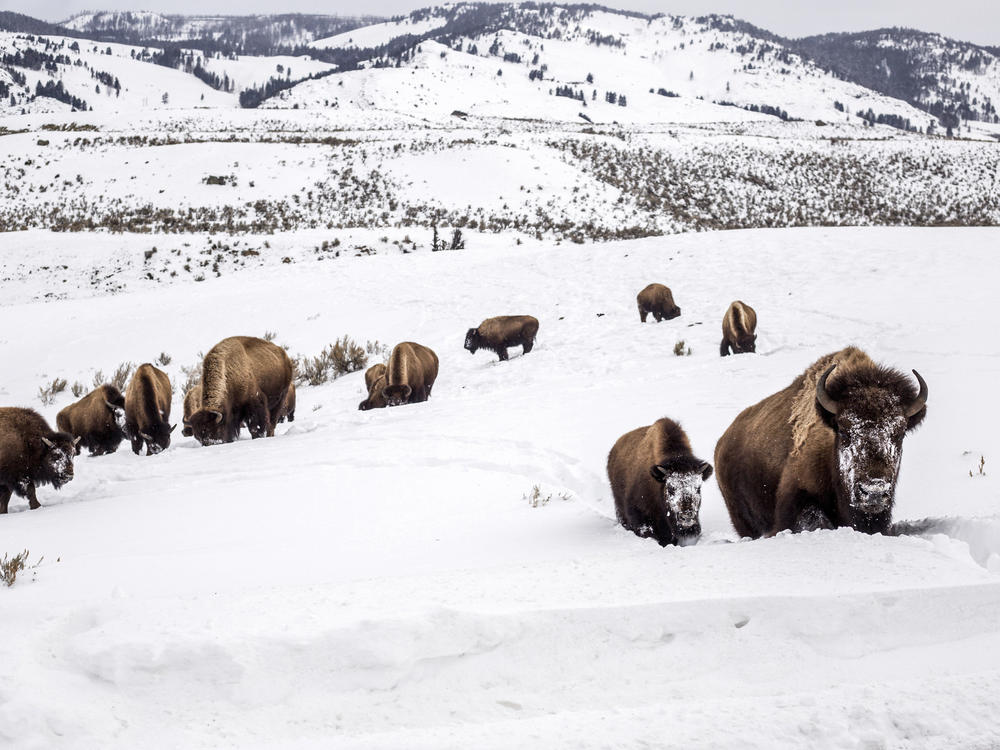 A mother bison leads her calf through deep snow toward a road in Yellowstone National Park, Wyo., Feb. 20, 2021.