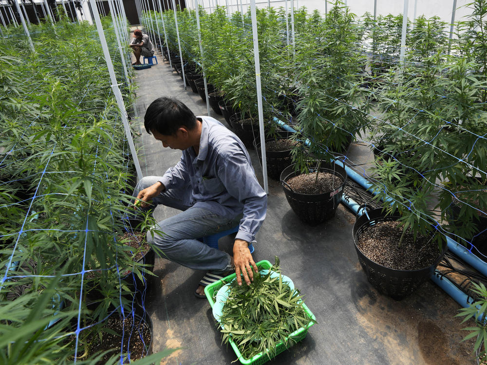 Workers tend to cannabis plants at a farm in Chonburi province, eastern Thailand on June 5, 2022. Marijuana cultivation and possession in Thailand was decriminalized as of Thursday, June 9, 2022.