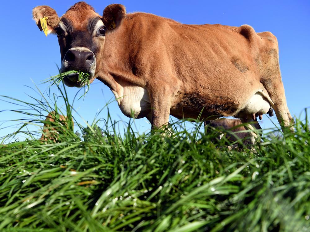 Past measures to tax farmers have met strong resistance, but New Zealand's climate change minister thinks it is a good start