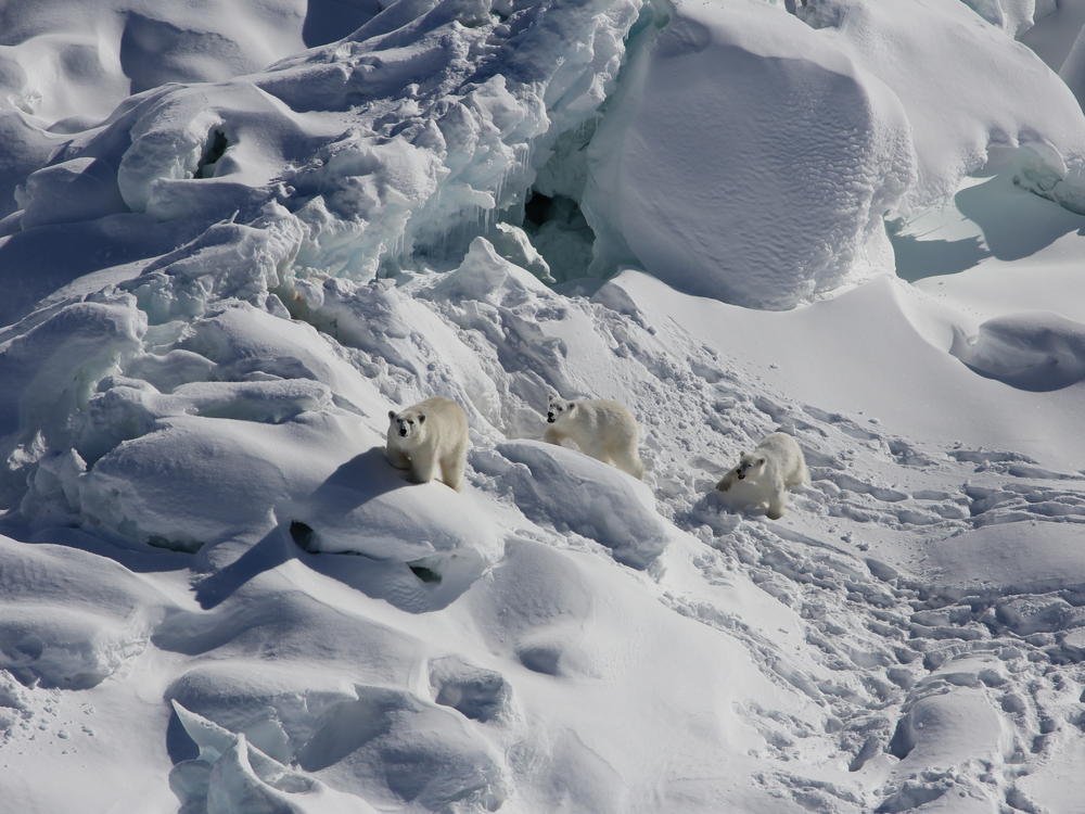 A female bear and two 1-year-old cubs walk over snow-covered freshwater glacier ice in Southeast Greenland.