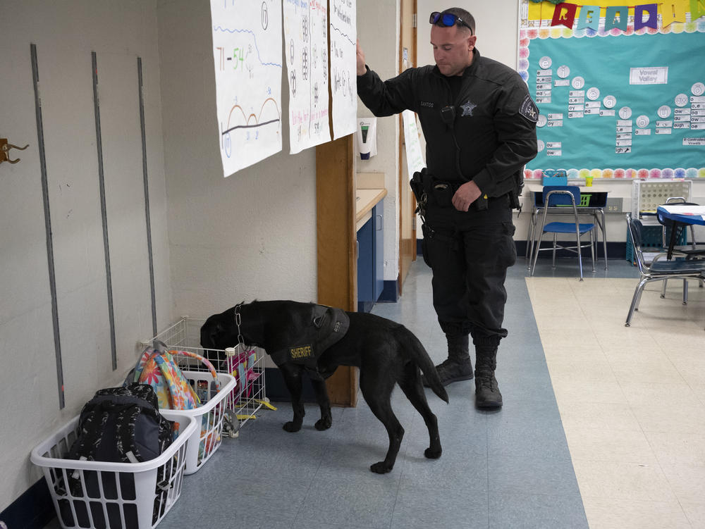 K-9 Officer Teddy Santos watches Hunter as she checks a classroom at Freetown Elementary School. If she detects COVID, she will sit.