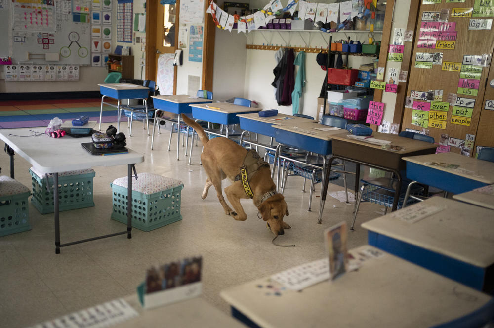 Duke, one of the COVID-detection dogs from the K-9 unit of the Bristol County Sheriff's Office, sweeps through a classroom at Freetown Elementary School.