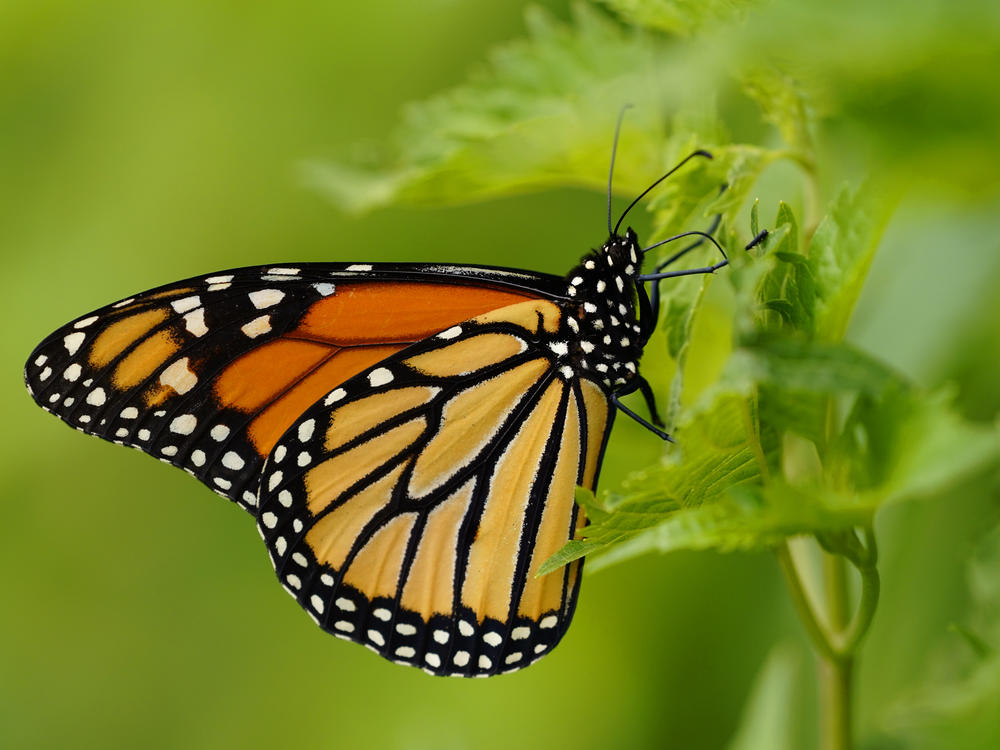 The monarch butterfly species is one of thousands which states have flagged for conservation, but have limited resources to support.