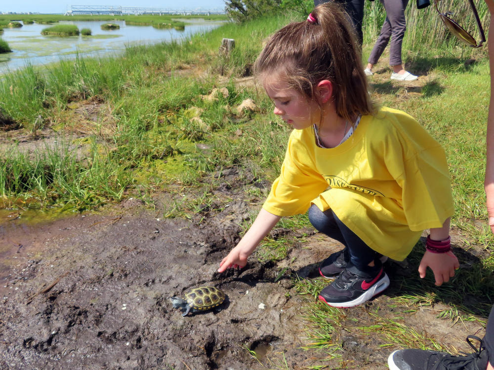 A kindergarten student releases a turtle back into the wild at the Wetlands Institute in Stone Harbor, N.J., this month.