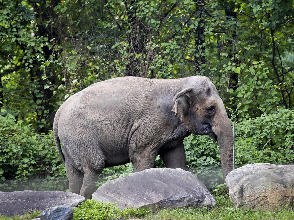 Bronx Zoo elephant 