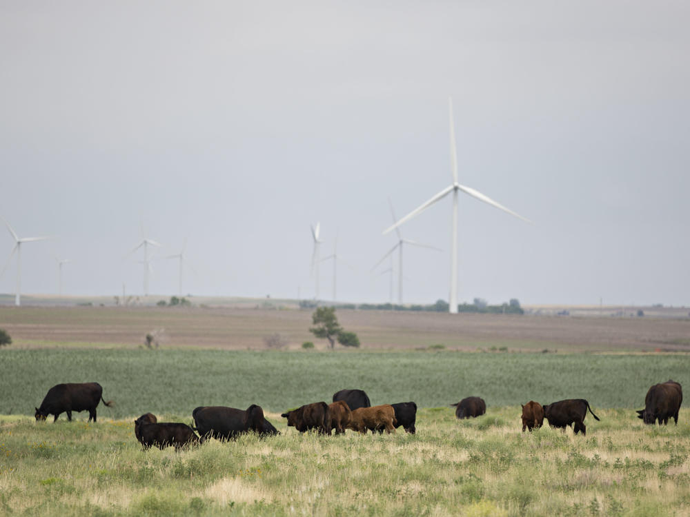 Kansas officials say weather conditions made it hard for cows to cool down in an intense heat wave. Here, cattle graze near wind turbines in Hays, Kansas, in 2017.